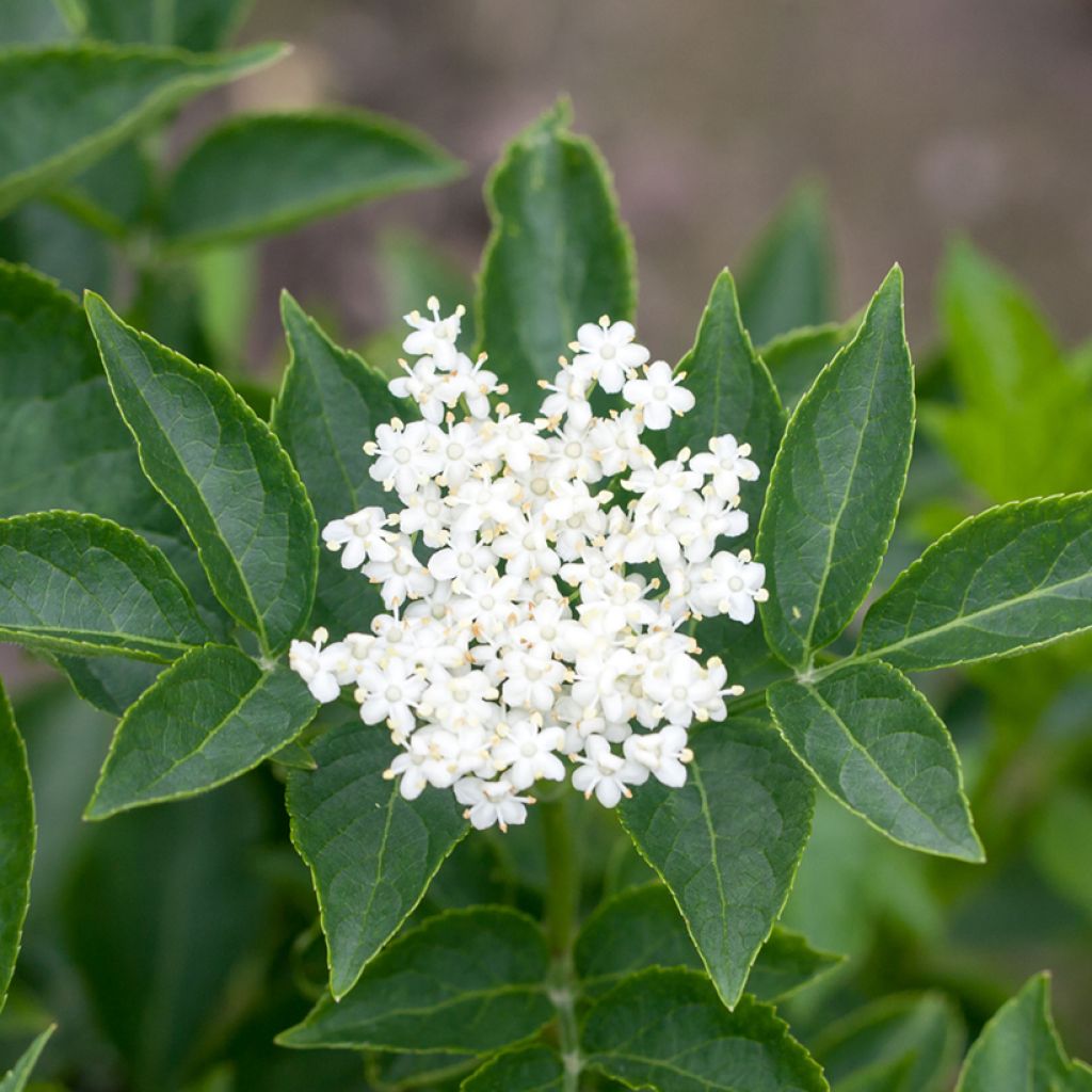 Sambucus nigra Albida - Gewone vlier
