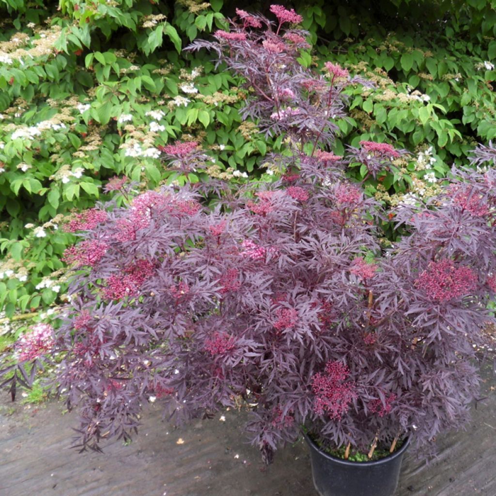 Sambucus nigra Cherry Lace - Gewone vlier