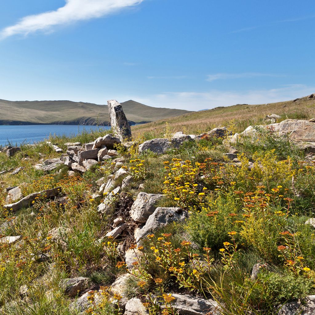 Sedum aizoon - Vetkruid