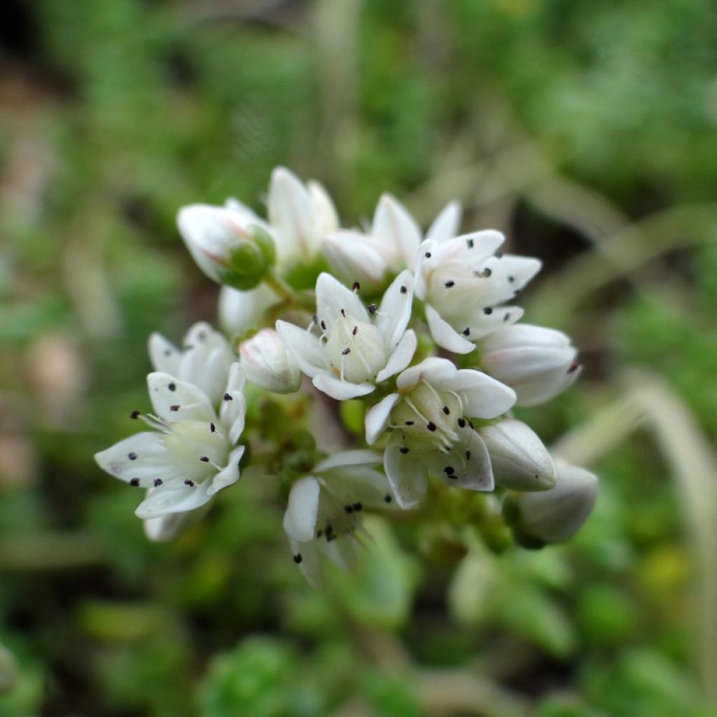 Sedum divergens - Vetkruid