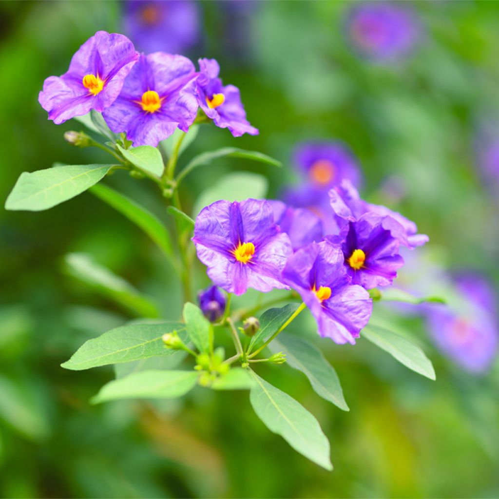 Solanum rantonnetii - Blauwe aardappelstruik