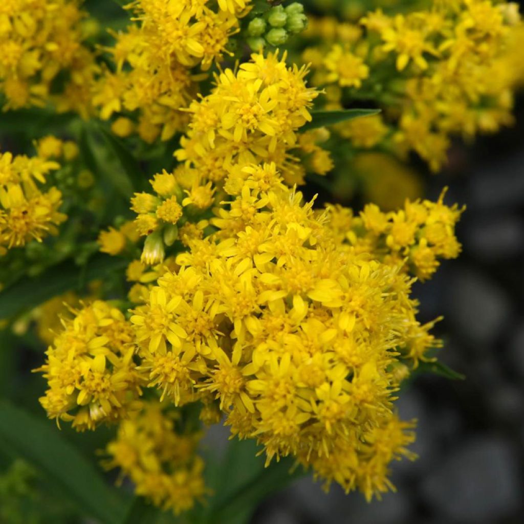 Solidago cutleri - Guldenroede