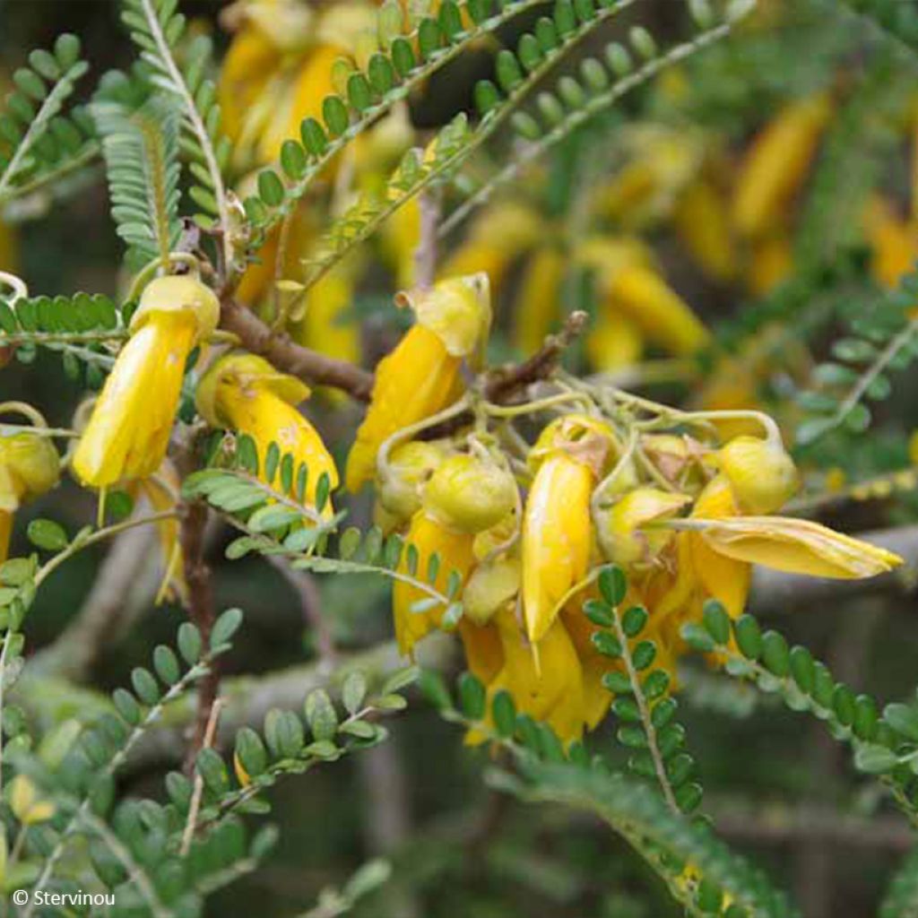 Sophora microphylla Dragons Gold - Honingboom