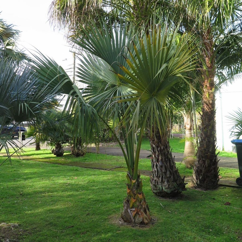 Sabal minor - Dwergpalmetto