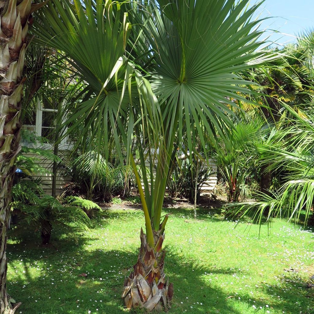 Sabal minor - Dwergpalmetto