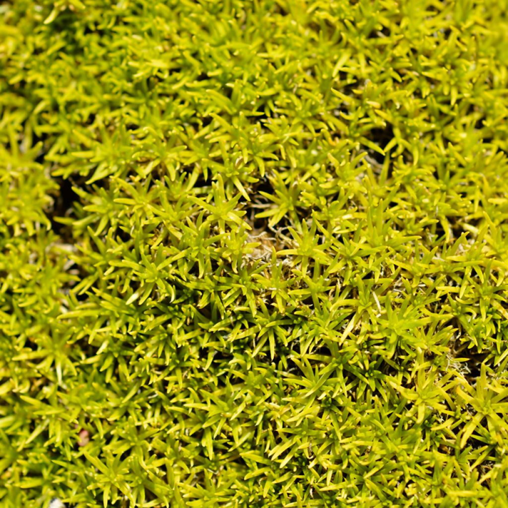 Sagina subulata Aurea - Priemvetmuur