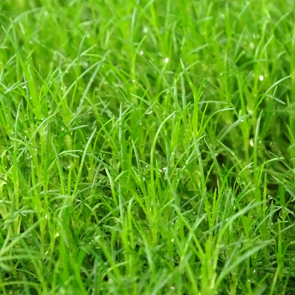 Sagina subulata Scottish Moss - Priemvetmuur