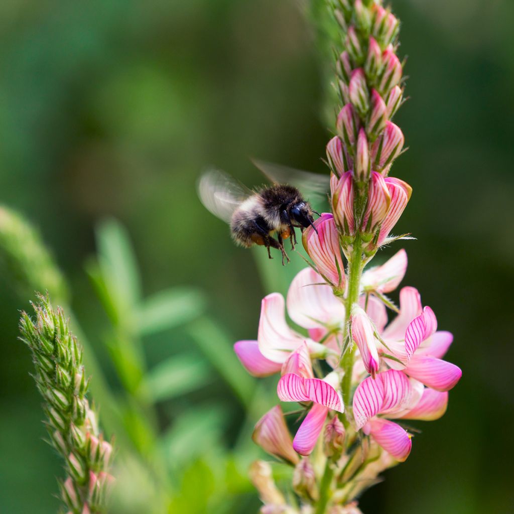 Esparcette groenbemester - Onobrychis viciifolia