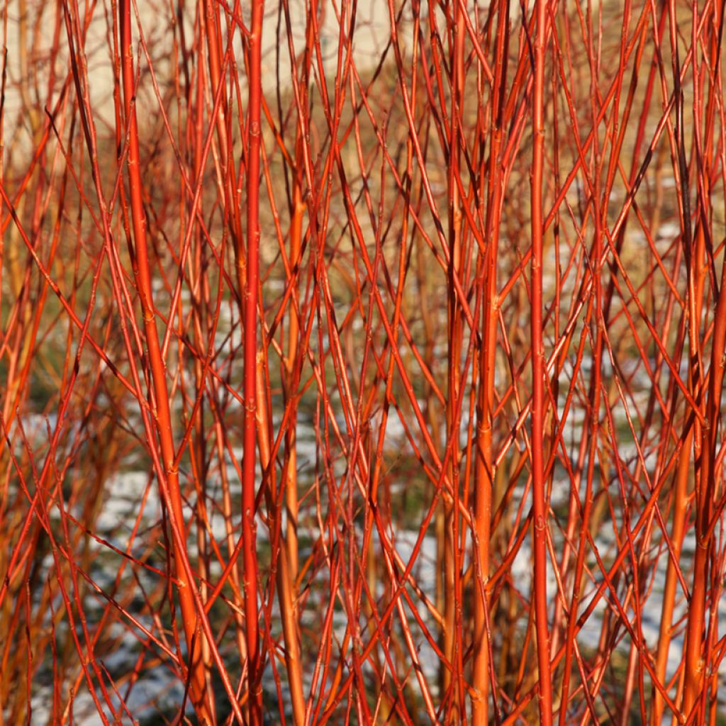 Salix alba Flame - Schietwilg