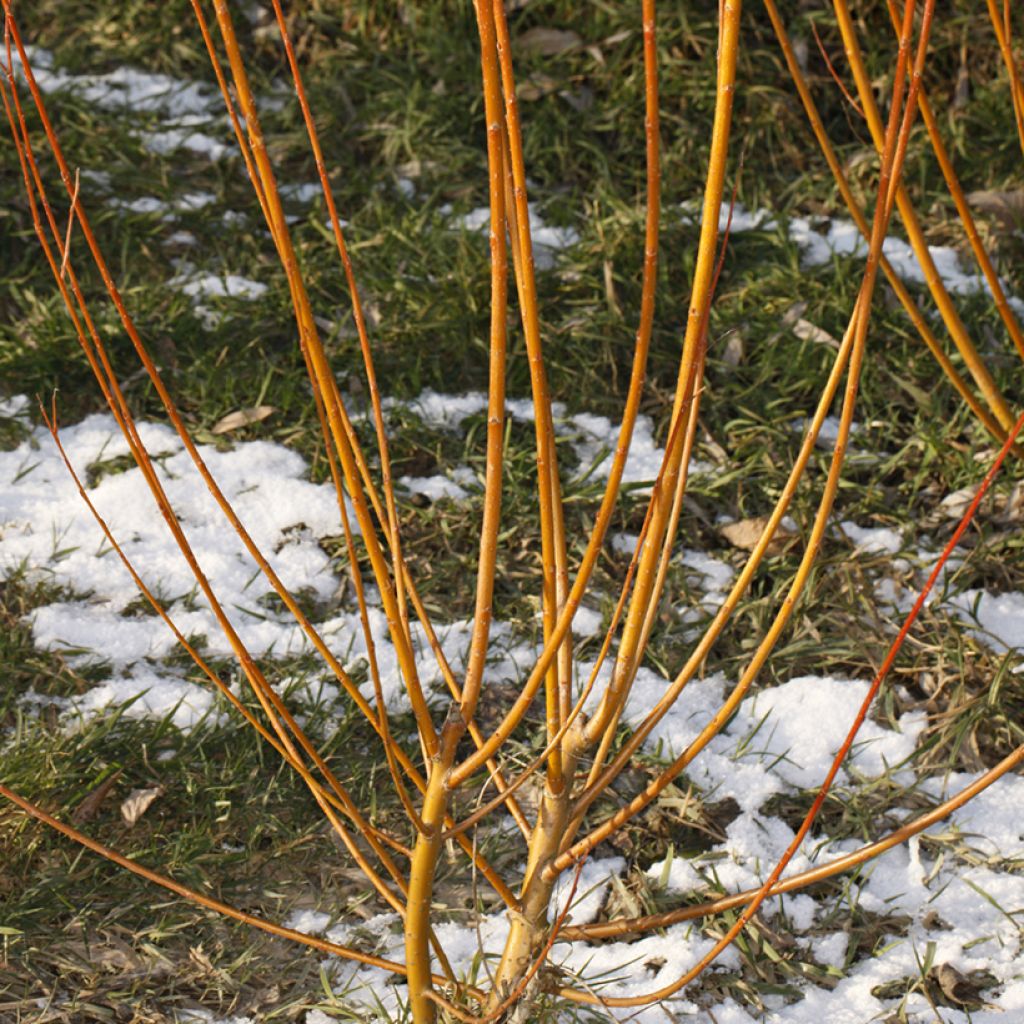 Salix alba Strachowo - Schietwilg