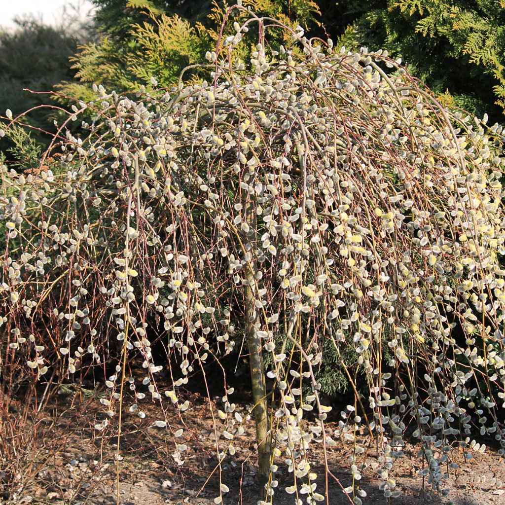 Salix caprea Curly Locks - Boswilg