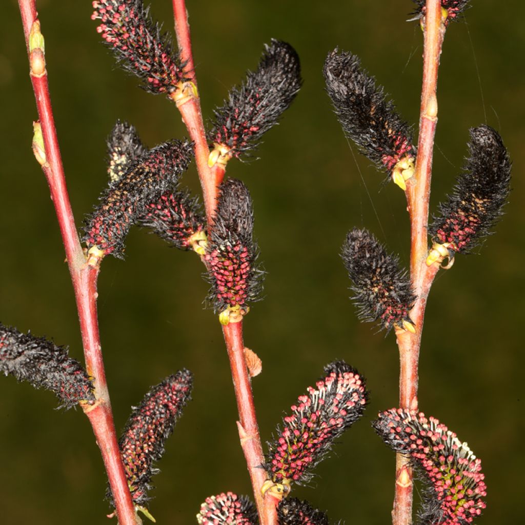 Salix gracilistyla Melanostachys - Katjeswilg