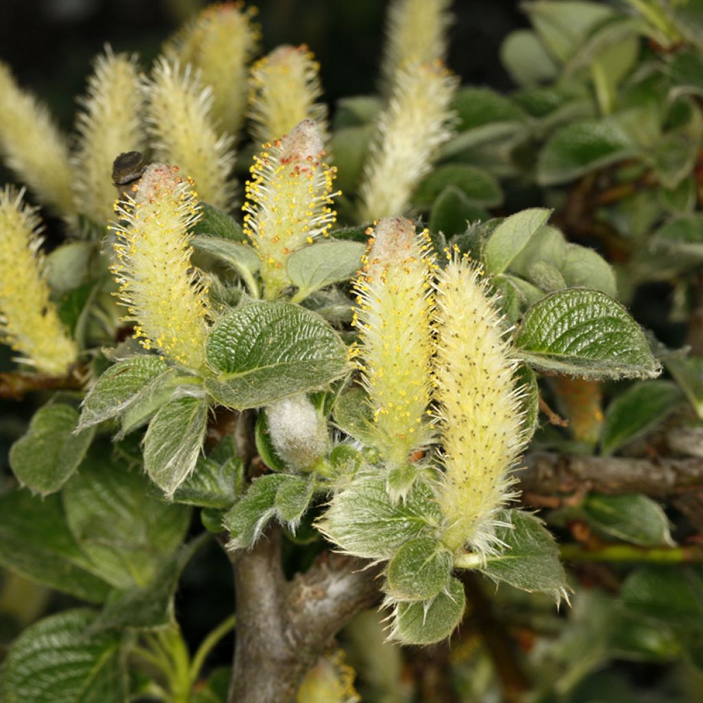 Salix kurilensis - Kruipwilg van de Koerilen