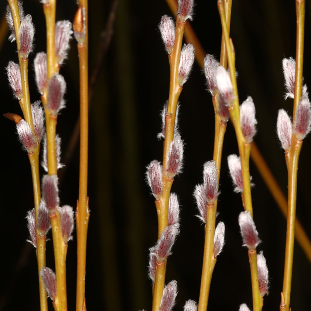 Salix purpurea Howki - Bittere wilg