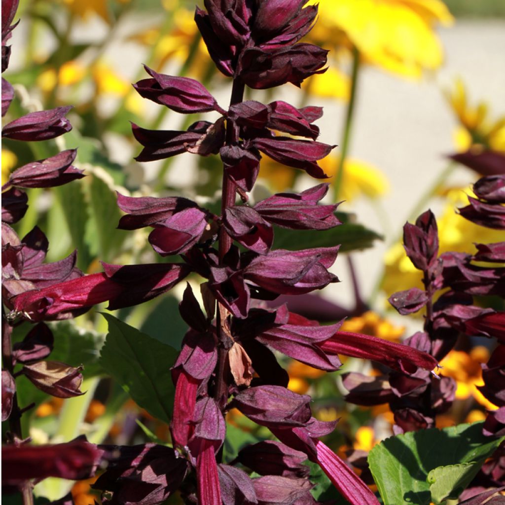Salvia guaranitica Amante - Reuzensalie