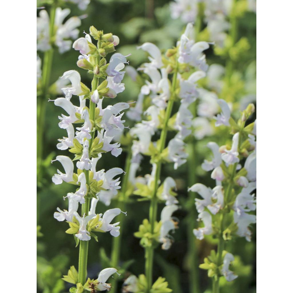 Sauge Spires Snow Kiss - Salvia hybrida