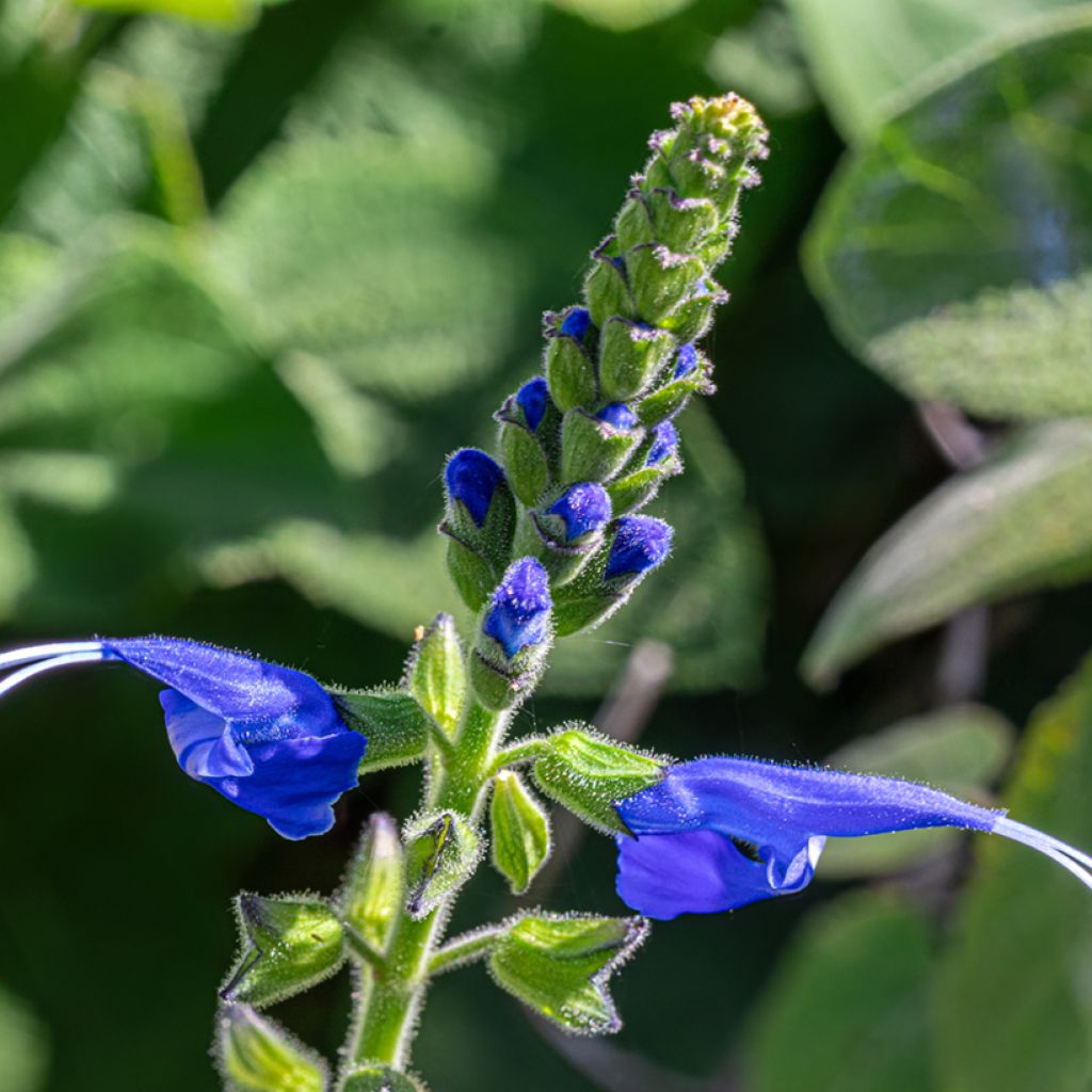 Salvia cacaliifolia - Salie