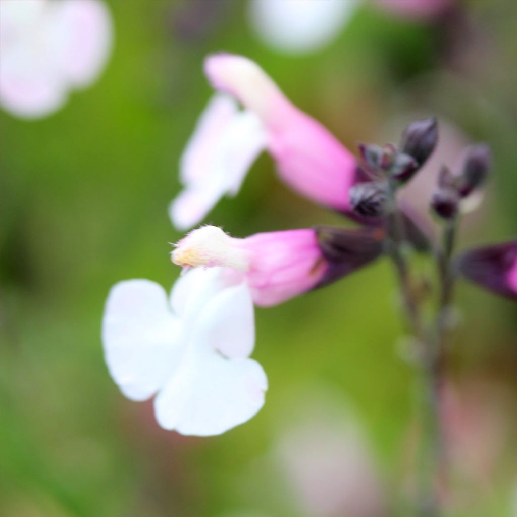 Salvia microphylla Delice Fiona - Sauge arbustive
