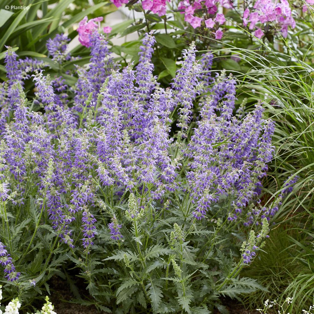 Salvia nemorosa Bocofpea Feathers Peacock - Bossalie