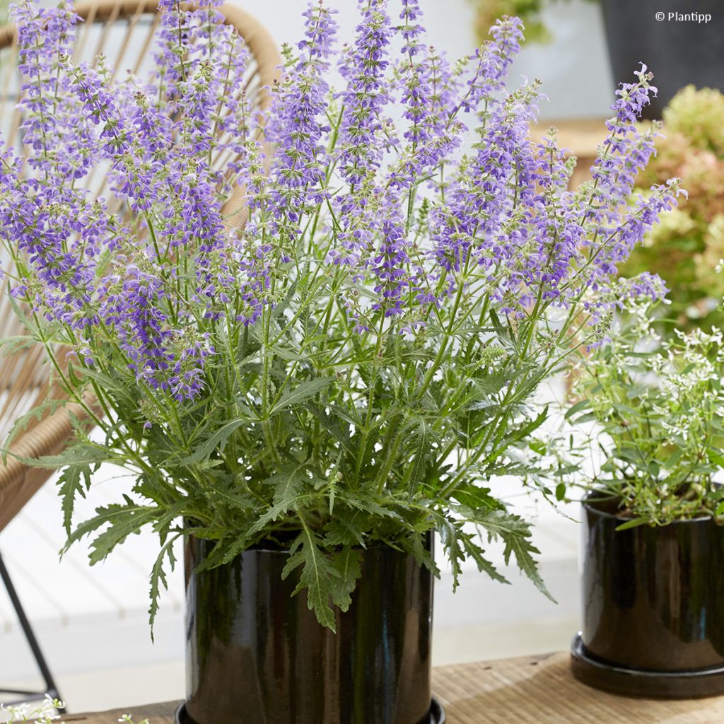 Salvia nemorosa Bocofpea Feathers Peacock - Bossalie