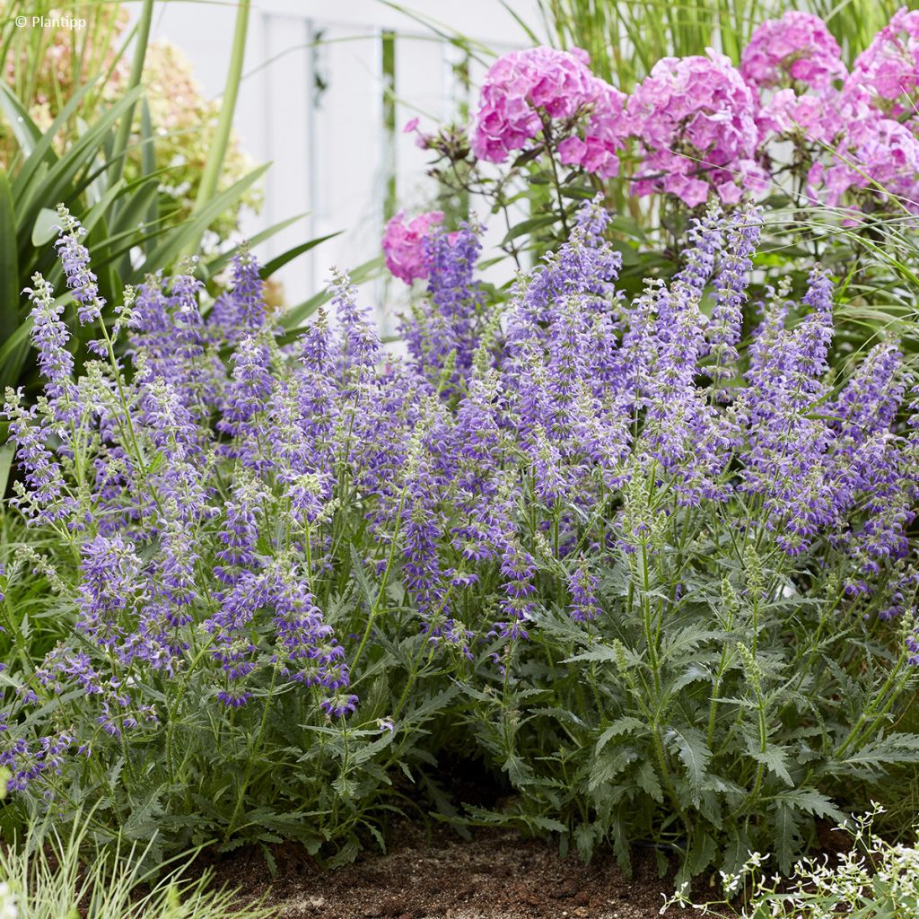 Salvia nemorosa Bocofpea Feathers Peacock - Bossalie