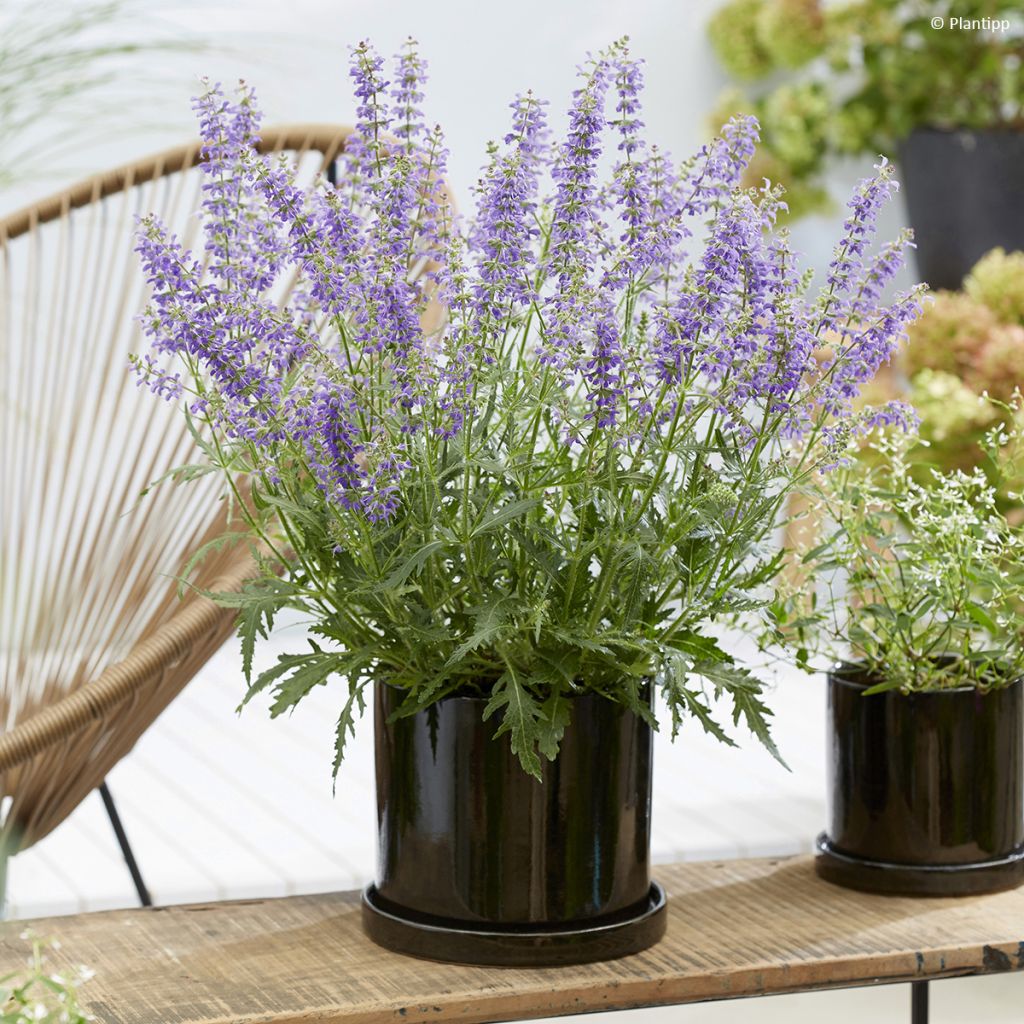 Salvia nemorosa Bocofpea Feathers Peacock - Bossalie