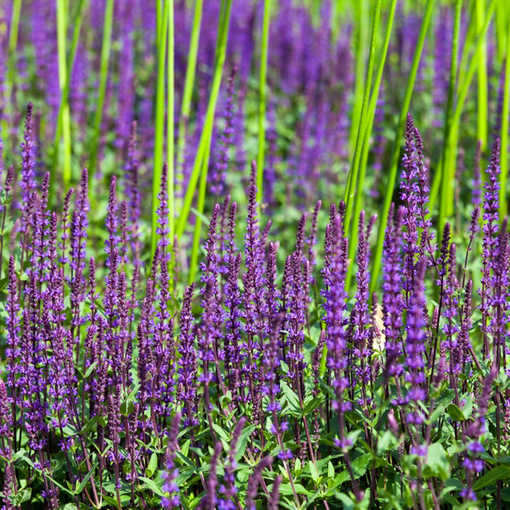 Salvia nemorosa Ostfriesland - Bossalie