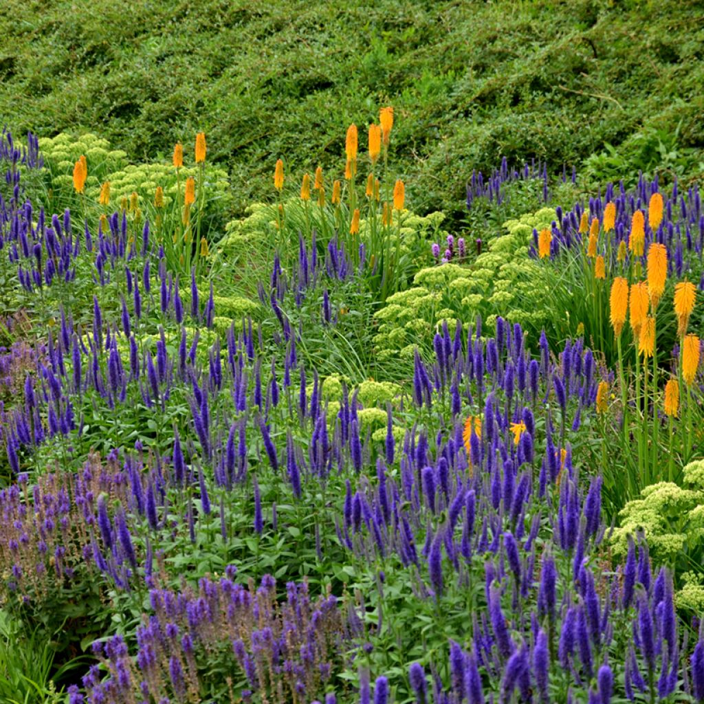 Salvia nemorosa Ostfriesland - Bossalie