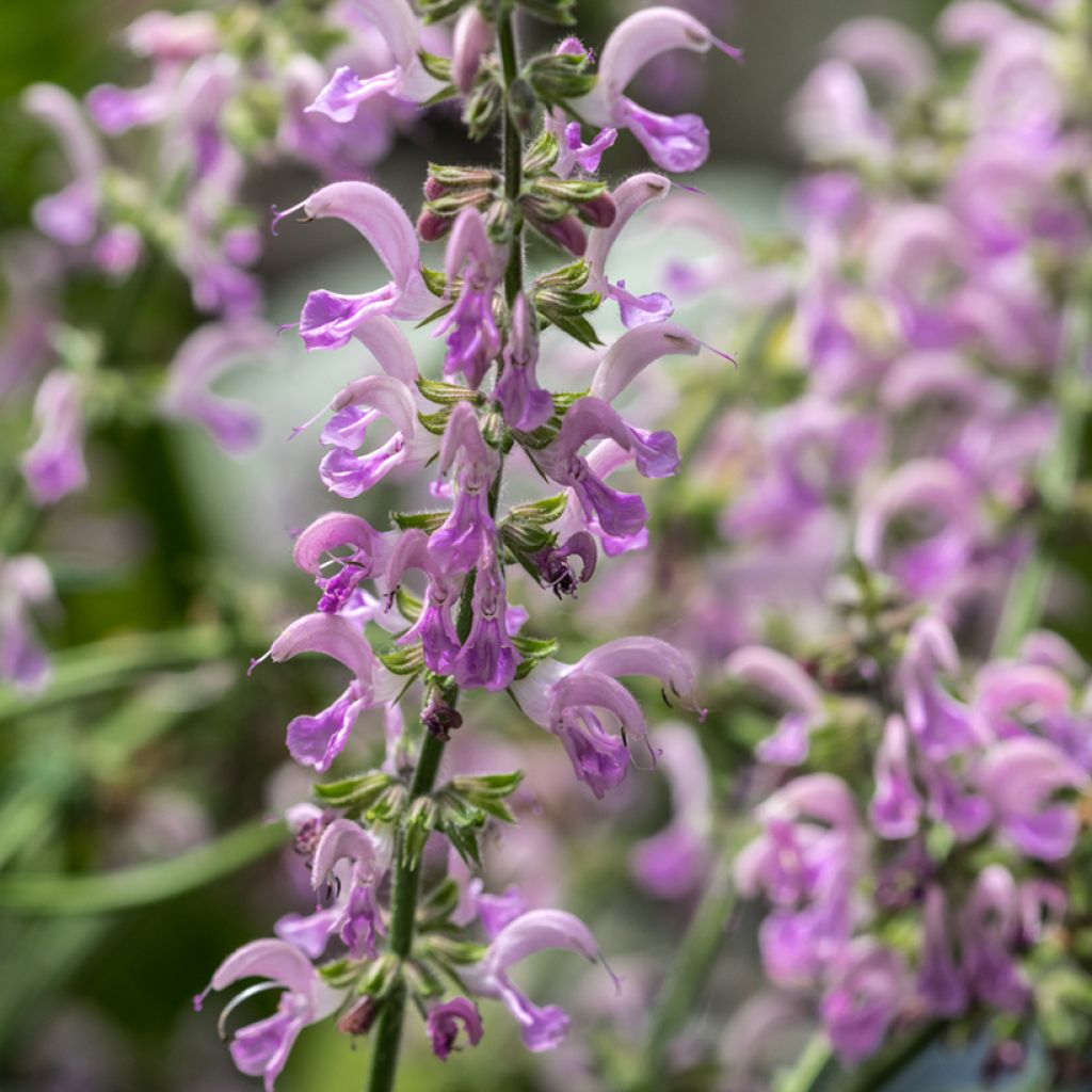 Salvia nemorosa Sensation - Bossalie