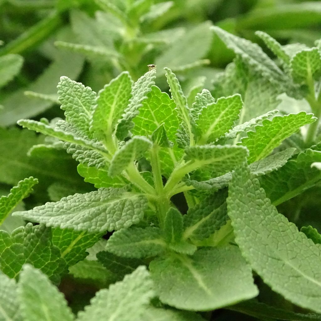 Salvia nemorosa Sensation White - Bossalie