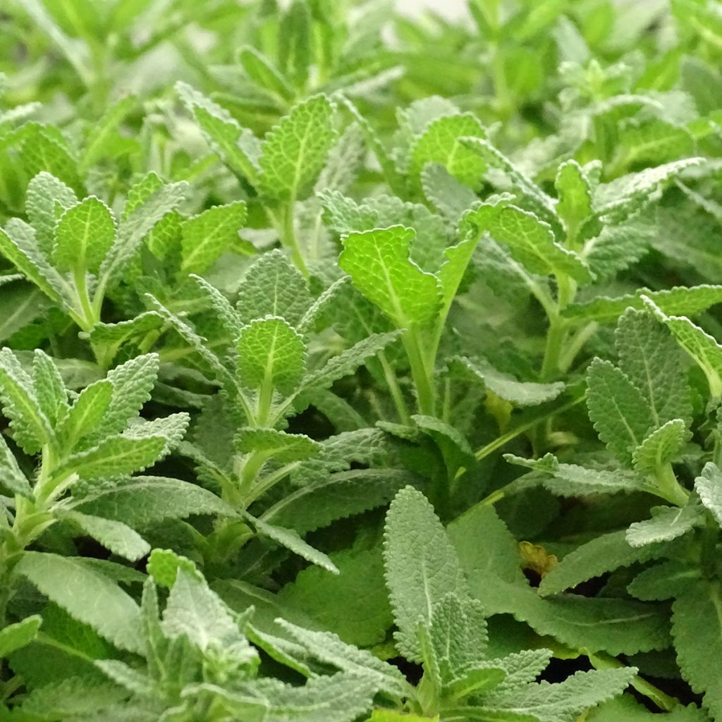 Salvia nemorosa Sensation White - Bossalie