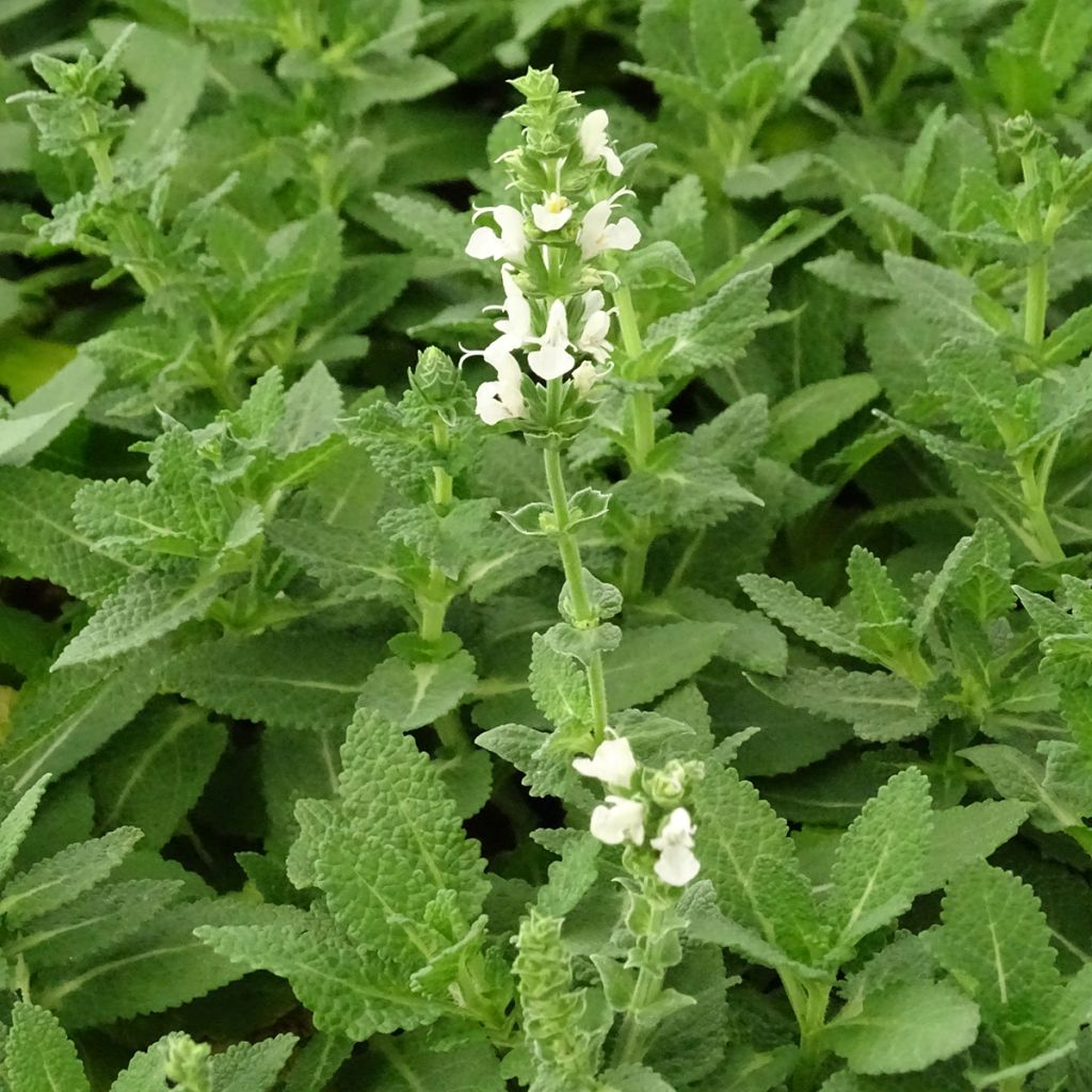 Salvia nemorosa Sensation White - Bossalie