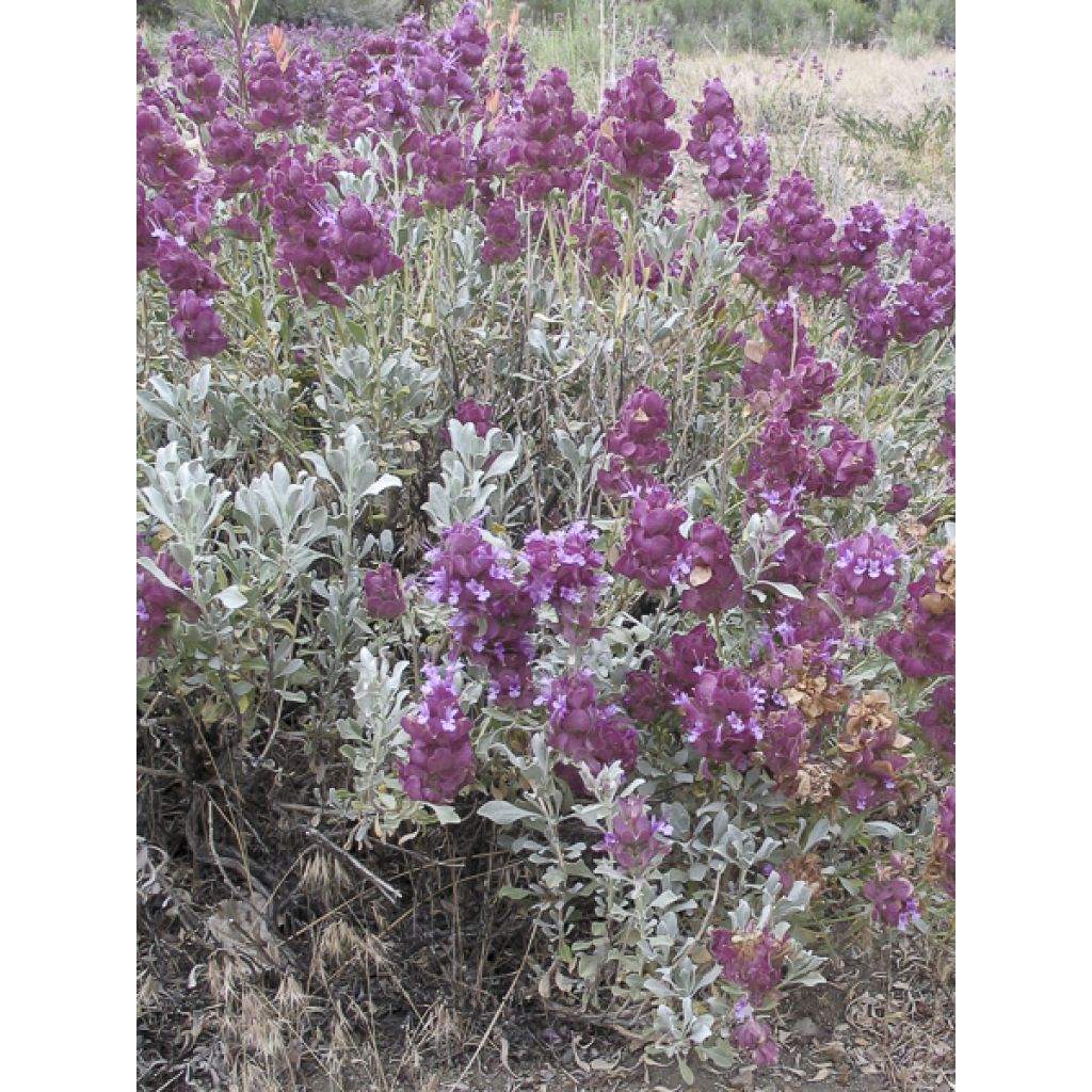 Sauge du désert - Salvia pachyphylla