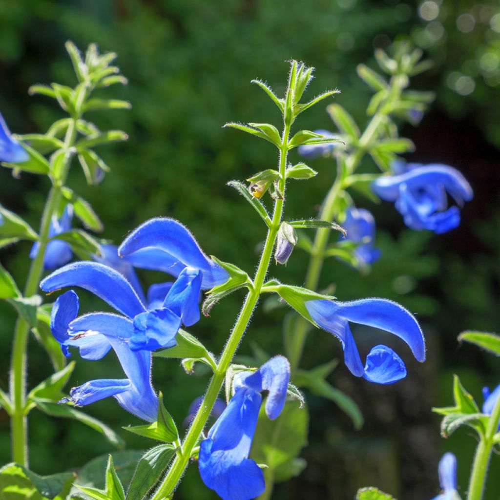 Salvia patens Royal Blue - Blauwe salie