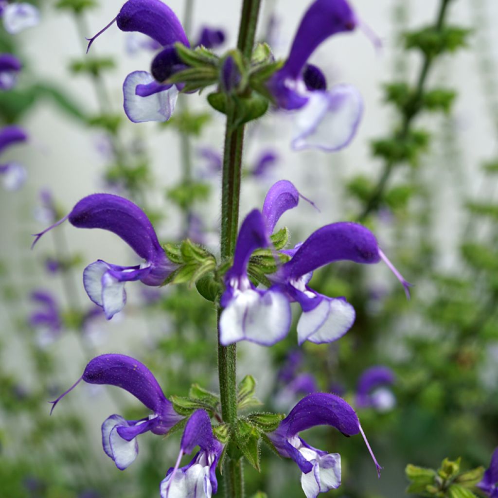 Salvia pratensis Madeline - Veldsalie