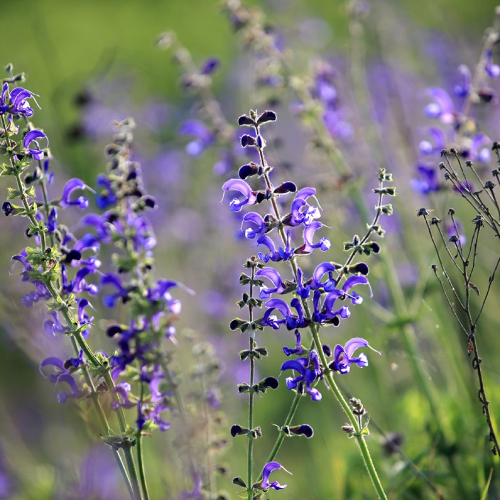 Salvia pratensis - Veldsalie
