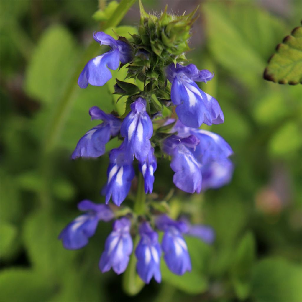 Salvia setulosa - Siersalie