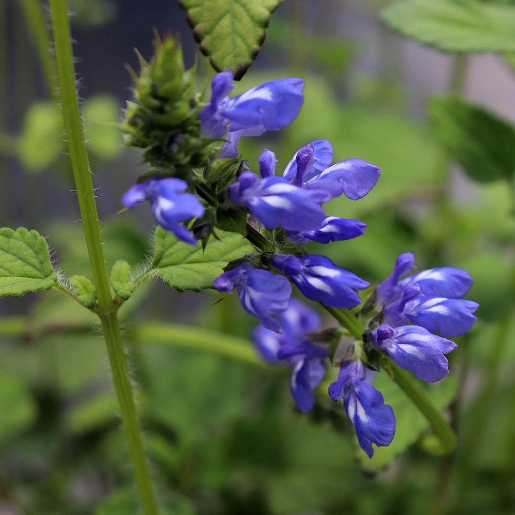 Salvia setulosa - Siersalie