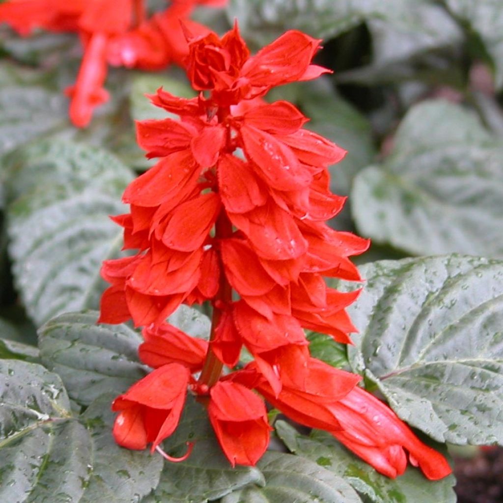 Salvia splendens Carambita - Vuursalie
