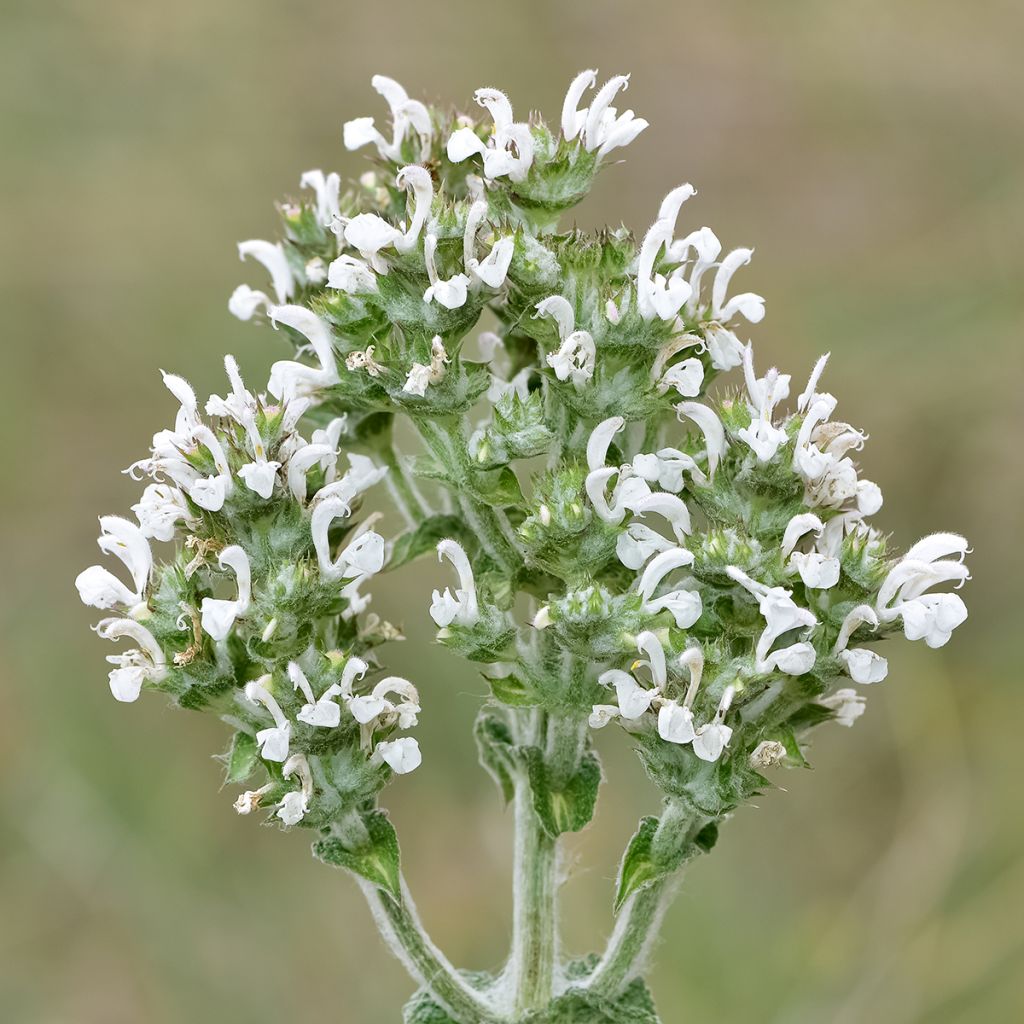 Salvia aethiopis - Salie