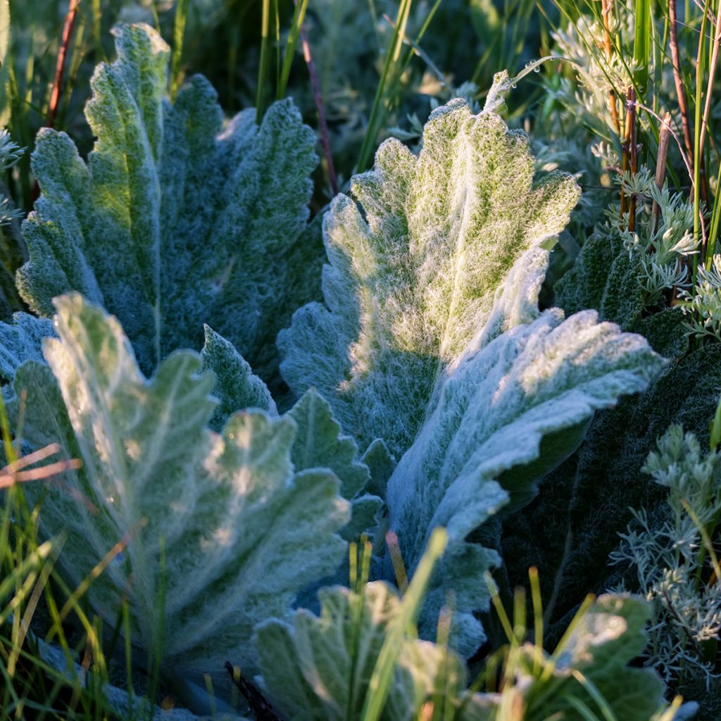 Salvia aethiopis - Salie