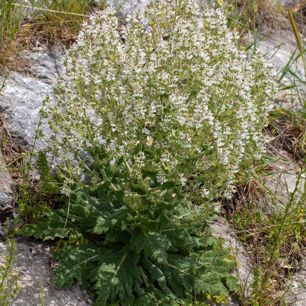 Salvia aethiopis - Salie