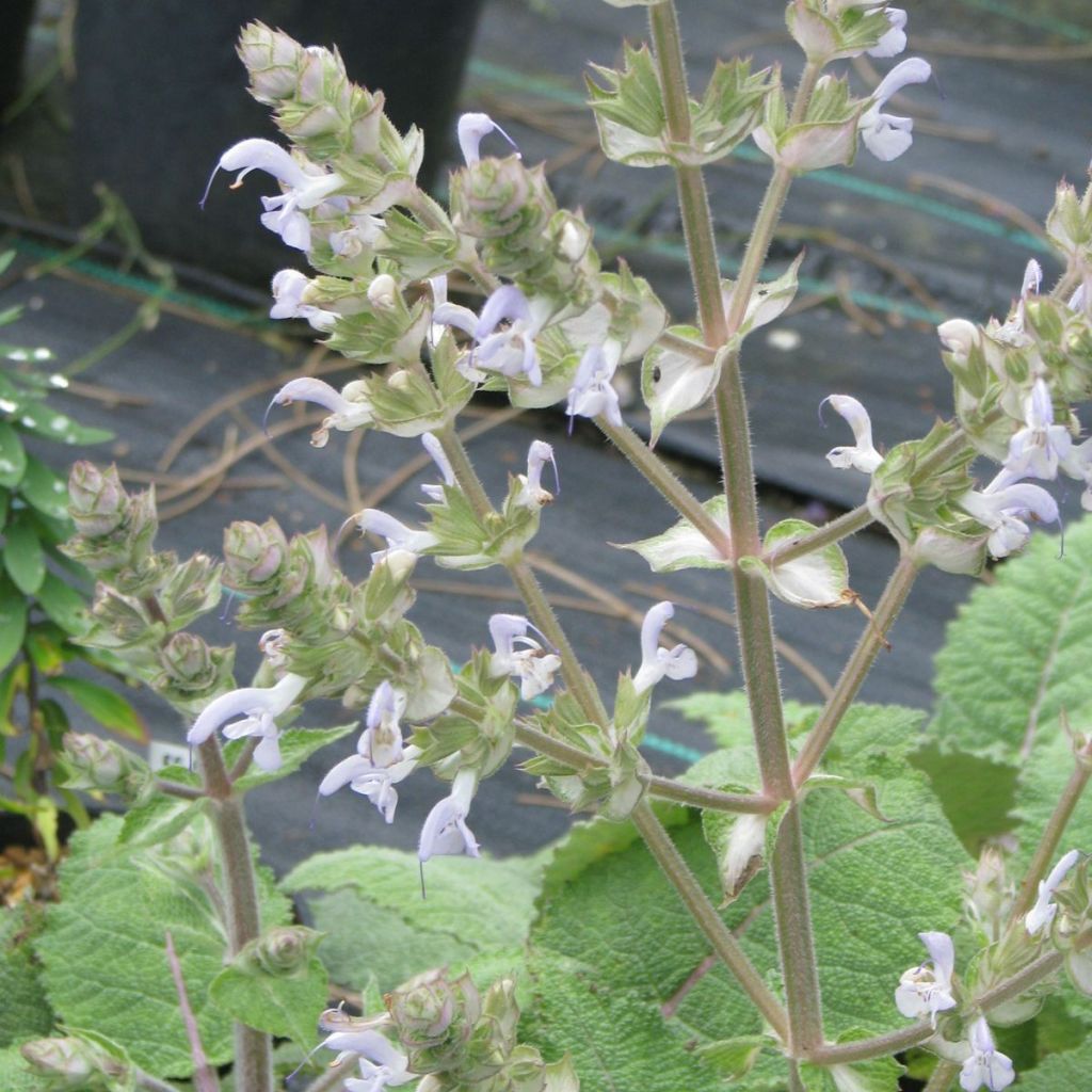 Salvia moorcroftiana - Salie