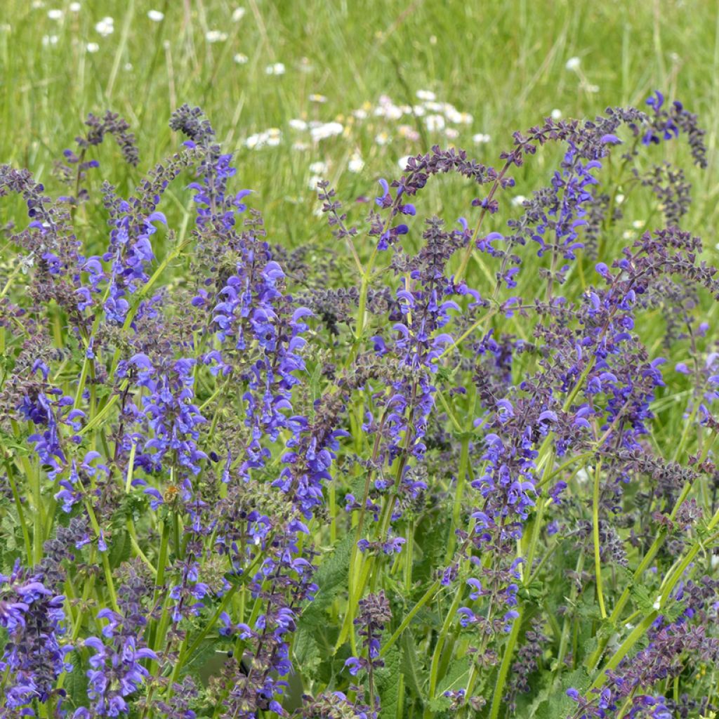 Salvia pratensis - Veldsalie (zaad)