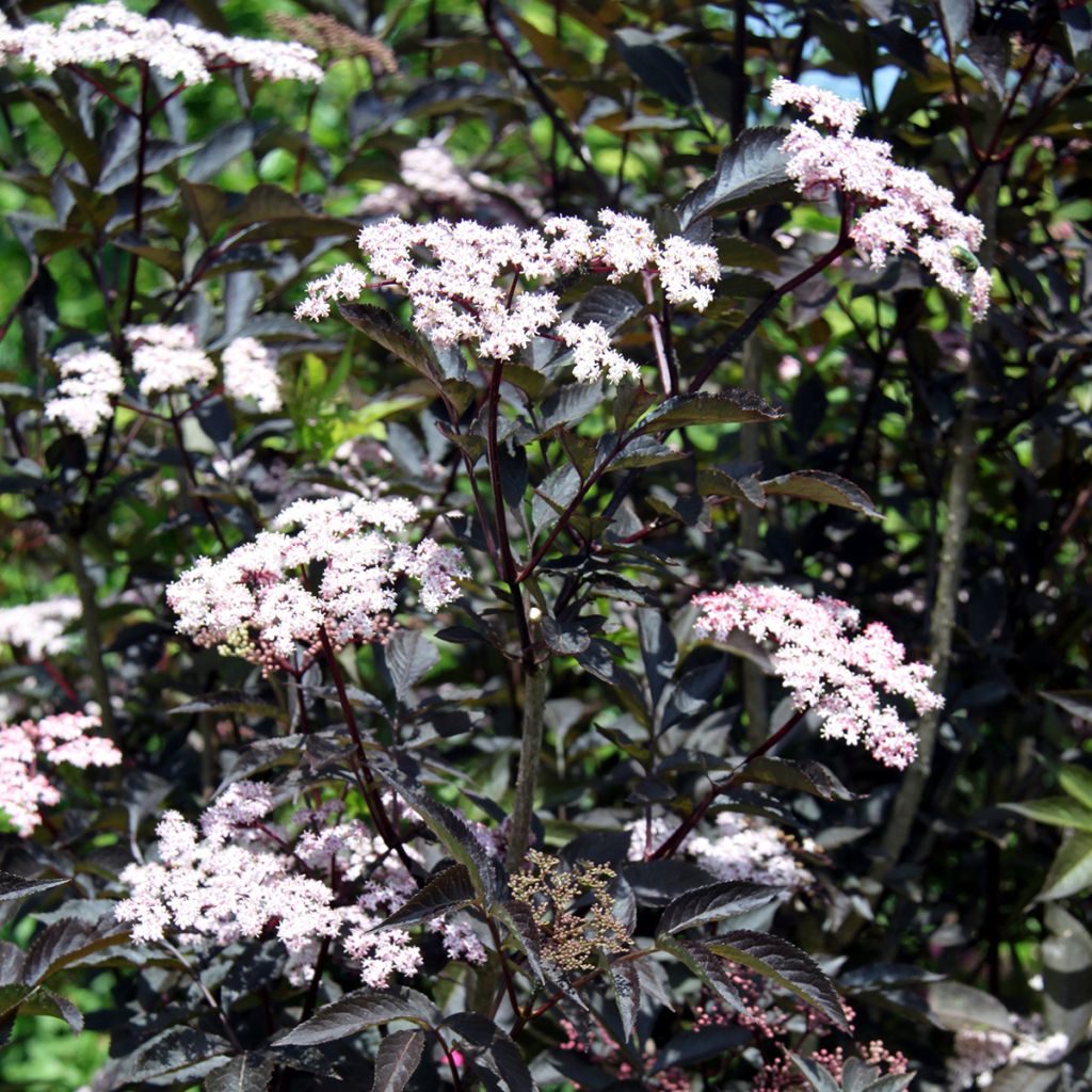 Sambucus nigra Black Beauty - Gewone vlier