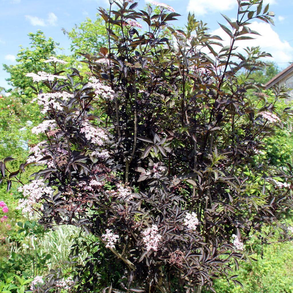 Sambucus nigra Black Beauty - Gewone vlier