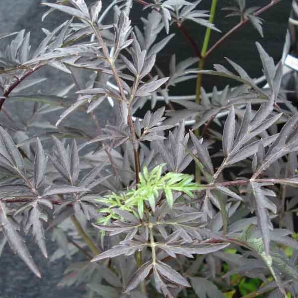Sambucus nigra Black Lace - Gewone vlier