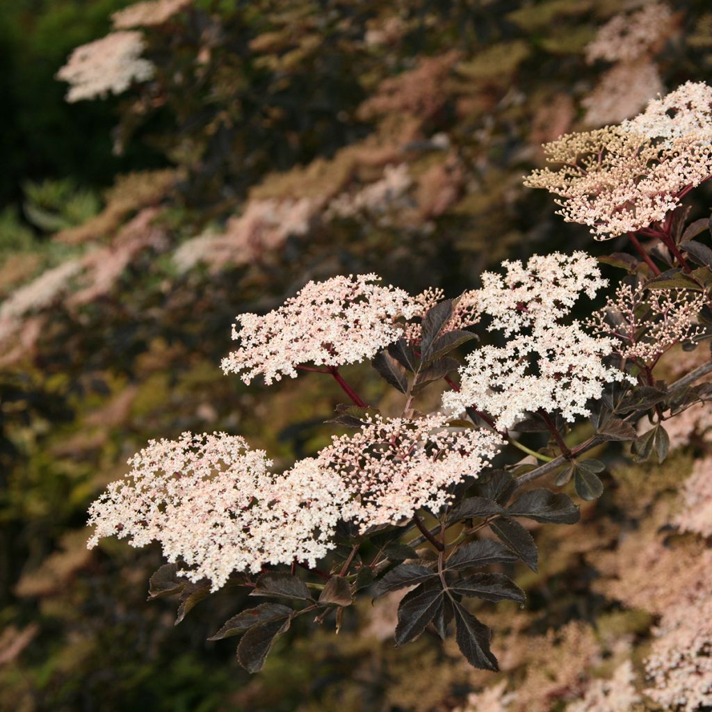 Sambucus nigra Guincho Purple - Gewone vlier
