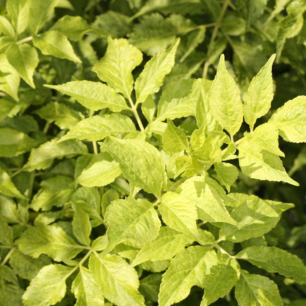 Sambucus nigra Luteovariegata - Gewone vlier