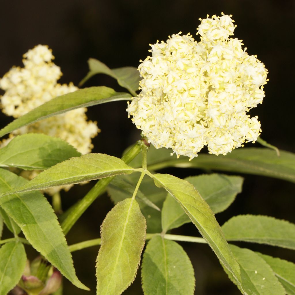 Sambucus tigranii - Vlier rood